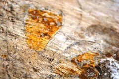 Close up of a golden yellow element of a painted floral design inside the Sacristy.