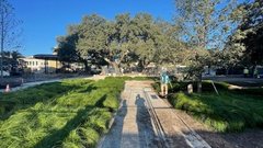Greenery surrounding construction of pavers in an outdoor plaza