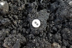 White shell button on top of black rock