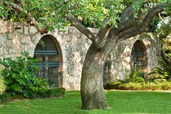 An old live oak inside the Alamo's gardens.