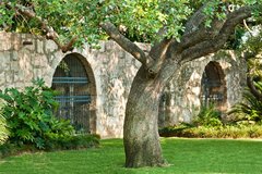 An old live oak inside the Alamo's gardens.