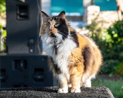 Bella, the Alamo cat