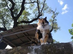 Bella sitting on top of a stone wall