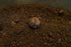 Small musket ball on a bed of dirt from an excavation unit