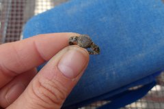 Hand holding a ring found in an excavation unit