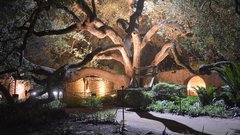 Alternative view of sprawling oak tree lit up at night in Convento Courtyard