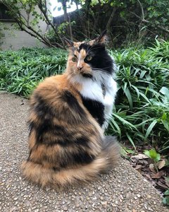 Bella sitting and looking back over her shoulder