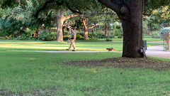 Bella following an Alamo Ranger through the gardens