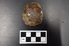 Oval shaped flake brown in color next to a ruler for size