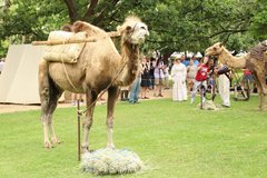 Two camels on green lawn area of Alamo Gardens