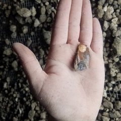 A piece of glazed ware in the palm of a hand