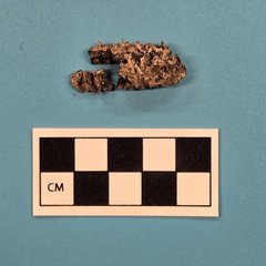 Brown, burnt piece that appears to be corn on the cob