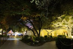 Concrete paths in Alamo Gardens with white string lights in live oak tree