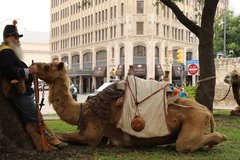 Camel seated next a man across from Emily Morgan Hotel