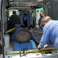 One of the historic cannons being loaded into a truck. Cannon loaded into truck
