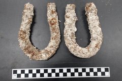 Two mule shoes from an excavation unit next to a ruler for size