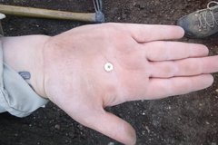 Palm of hand with a shell button at the center