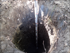 completed shovel test completed shovel test