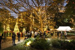 Christmas lights in trees at the Alamo.