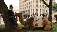 A Texas Camel Corp with Camel in front of Alamo Plaza