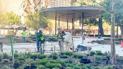 Construction workers planting green plants in Plaza de Valero