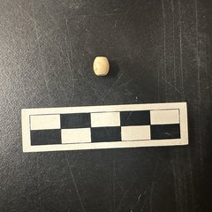 Small cream colored bead next to a ruler for size
