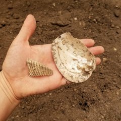 Shell and a shell fragment inside the palm of a hand