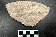 Valero ware artifact next to a ruler for size