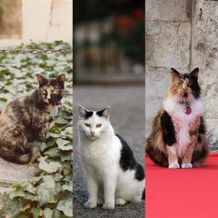 3 generation of Alamo cats, Ruby is a tortoise shell, CC is mostly white with black spots, and Bella