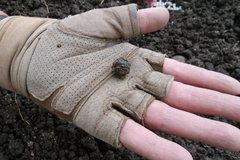 Small, round projectile in the palm of a gloved hand with fingers exposed
