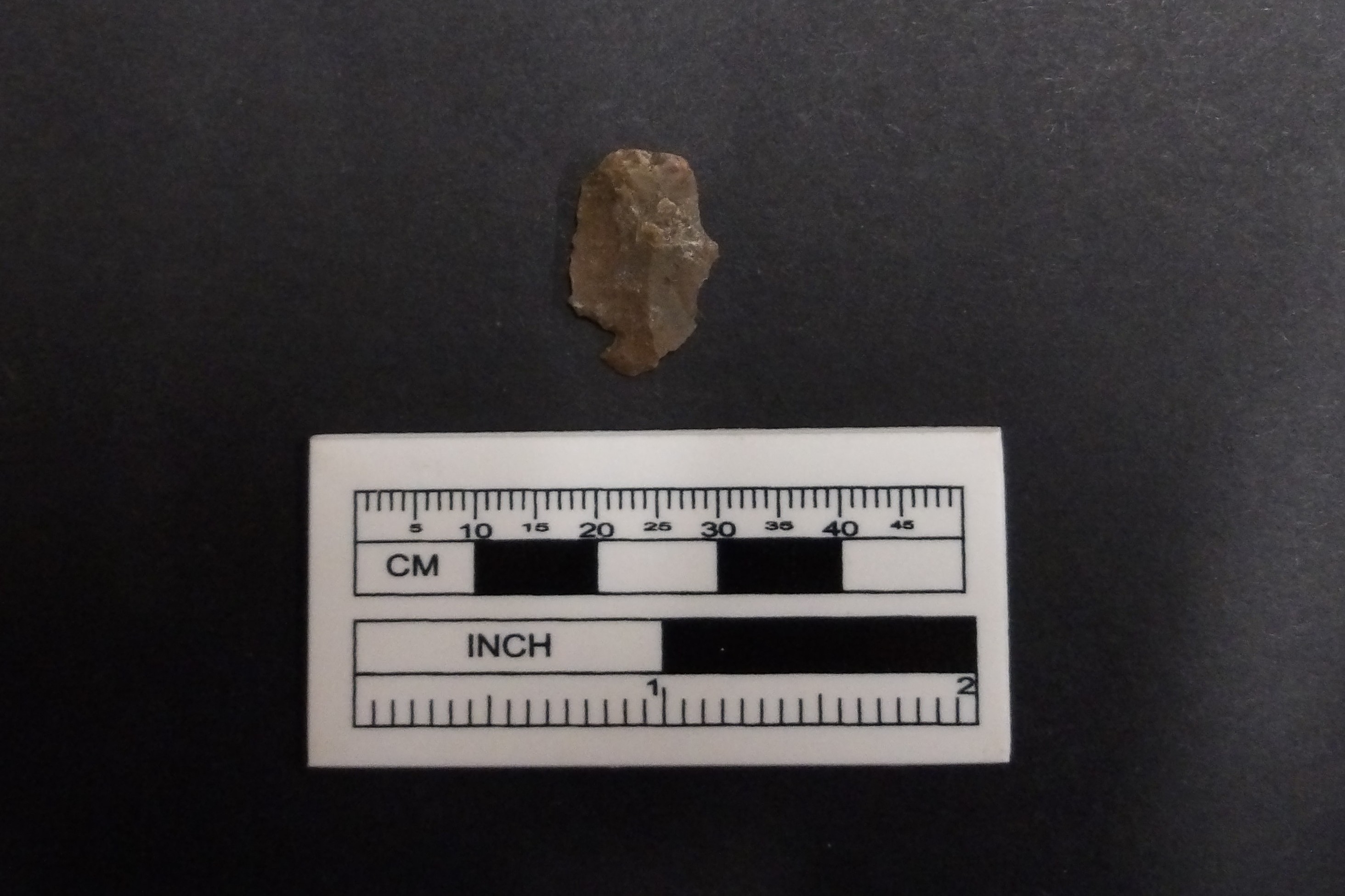 Chert flake on a black background next to a ruler for size