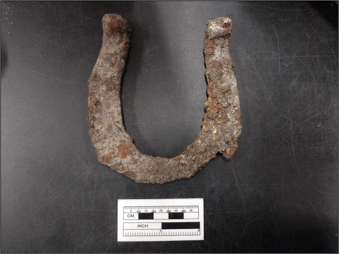 Mule horseshoe next to a ruler for size