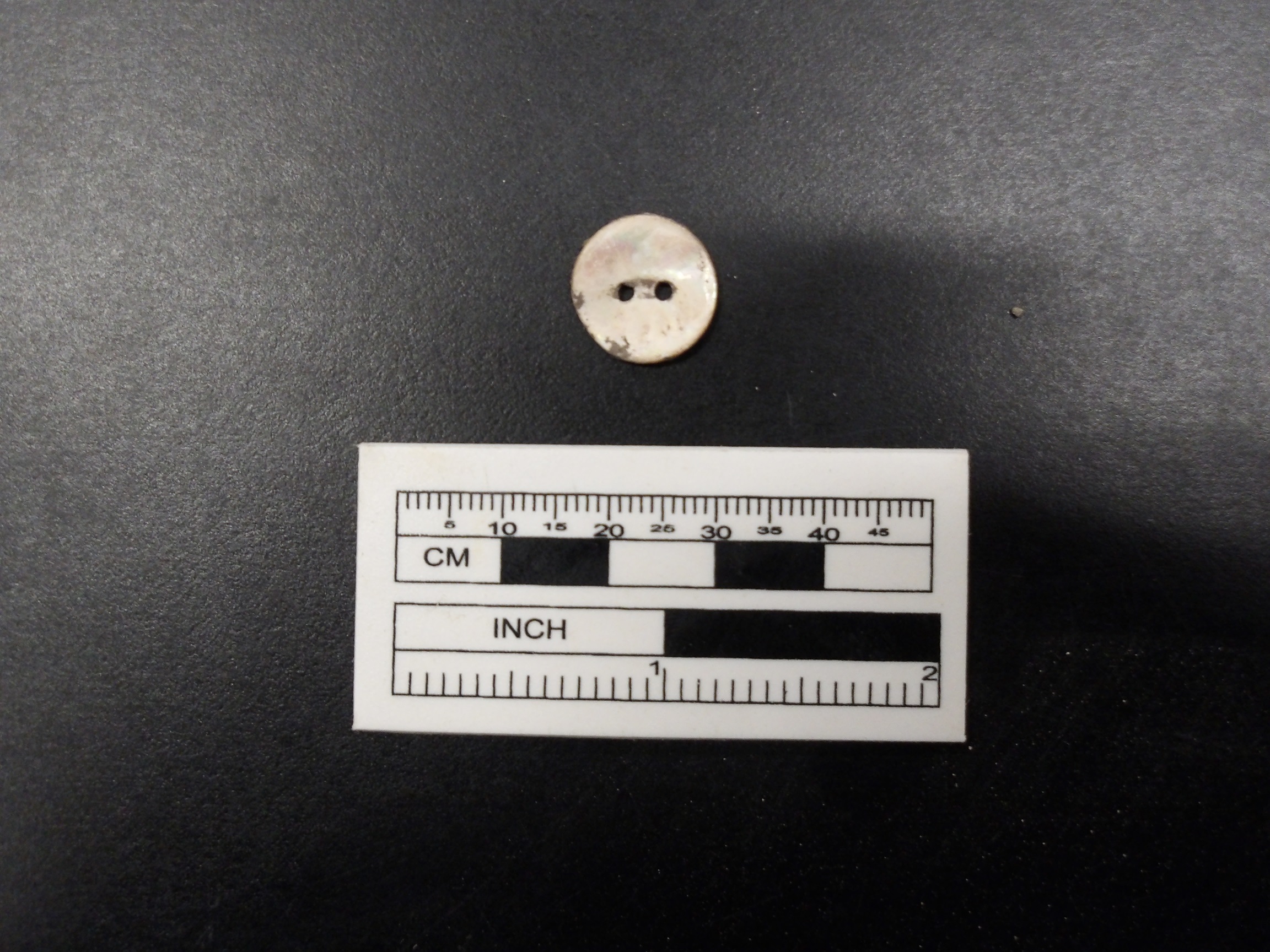 Shell button on a black background next to a ruler to show size